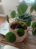 Pannenkoekplant. €5., Huis en Inrichting, Kamerplanten, Ophalen, Overige soorten, Minder dan 100 cm, Bloeiende kamerplant