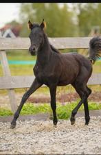 Zwarte Arabische Hengst, Hengst, Minder dan 160 cm, Dressuurpaard, 0 tot 2 jaar