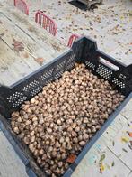 Groot partij bloembollen! Narcissen en druifjes, Ophalen of Verzenden, Volle zon