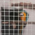 Mooi koppel aras, Dieren en Toebehoren, Vogels | Parkieten en Papegaaien, Meerdere dieren, Papegaai