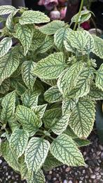 Vaste plant, Tuin en Terras, Planten | Tuinplanten, Ophalen of Verzenden, Overige soorten, Halfschaduw