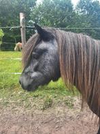 Super lieve shetlander, Ruin, A pony (tot 1.17m), Gechipt, 3 tot 6 jaar