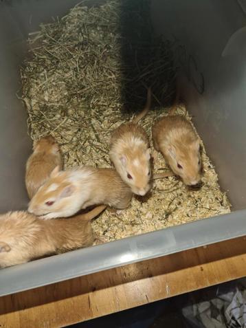 Te koop kweek groep gerbils wit me beige kleur  beschikbaar voor biedingen