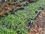 Vinca Minor bodembedekker, Bodembedekkers, Vaste plant, Ophalen of Verzenden, Halfschaduw