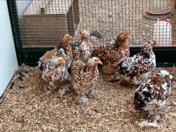 Cochin krielen beschikbaar voor biedingen