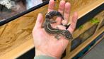 Luipaardgekko - Black Knight 0.1, Dieren en Toebehoren, Reptielen en Amfibieën, Hagedis, 0 tot 2 jaar