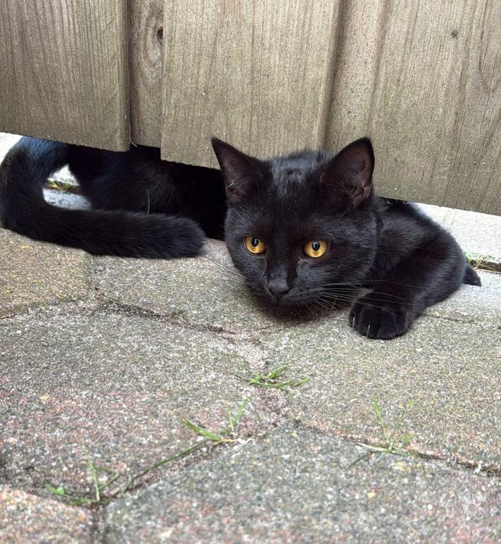 Gratis, jonge katers zoeken een nieuw huis (samen/apart), Dieren en Toebehoren, Katten en Kittens | Overige Katten, Kater