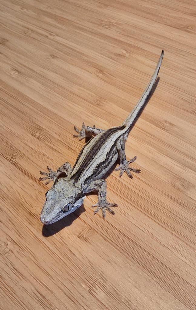 Gargoyle gekko zwart/wit gestreept