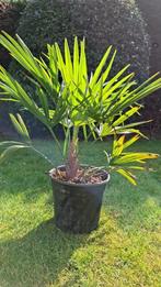 Palmboom, Lente, Minder dan 100 cm, Palmboom, Ophalen
