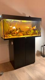 Juwel rio 180 op juwel lido 200 meubel evt inc vissen, Ophalen, Gebruikt, Gevuld zoetwateraquarium