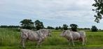 Houten koe en stier - levensgroot en uniek, Ophalen, Hout, Dierenbeeld