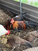 Onagadori haantjes te koop, Meerdere dieren, Kip