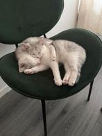Kittens half britse kort haar, Dieren en Toebehoren, Katten en Kittens | Raskatten | Korthaar, Kater