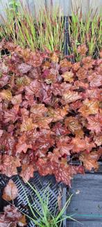 Heuchera Palace Purple, Ophalen, Bodembedekkers, Vaste plant, Halfschaduw
