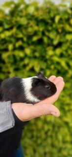 Cavia, Vrouwelijk, Cavia, Na 1 juli 2024, Tam