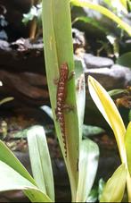 Rouwgekkos, Mourning geckos, Lepidodactylus lugubris, Dieren en Toebehoren, Reptielen en Amfibieën, Hagedis