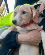 Sterre zoekt baasje, Dieren en Toebehoren, Honden | Niet-rashonden, Particulier, 15 weken tot 1 jaar, Buitenland, Teef