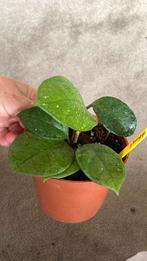Hoya Fungii, Ophalen of Verzenden, Overige soorten, Minder dan 100 cm