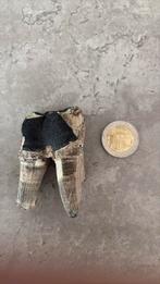 Neushorn tand gevonden op de maasvlakte, Verzamelen, Mineralen en Fossielen, Ophalen of Verzenden, Fossiel