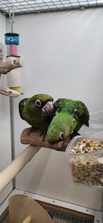 Jardine papegaaien, Dieren en Toebehoren, Vogels | Parkieten en Papegaaien, Vrouwelijk, Papegaai, Geringd