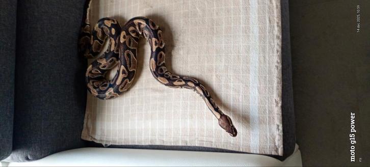 2 Konings pythons ( 0.2 )met terrarium te koop, Dieren en Toebehoren, Reptielen en Amfibieën, Slang, 3 tot 6 jaar, Met terrarium