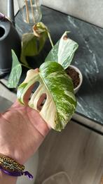 Monstera variegata stek, Ophalen, Overige soorten, Minder dan 100 cm
