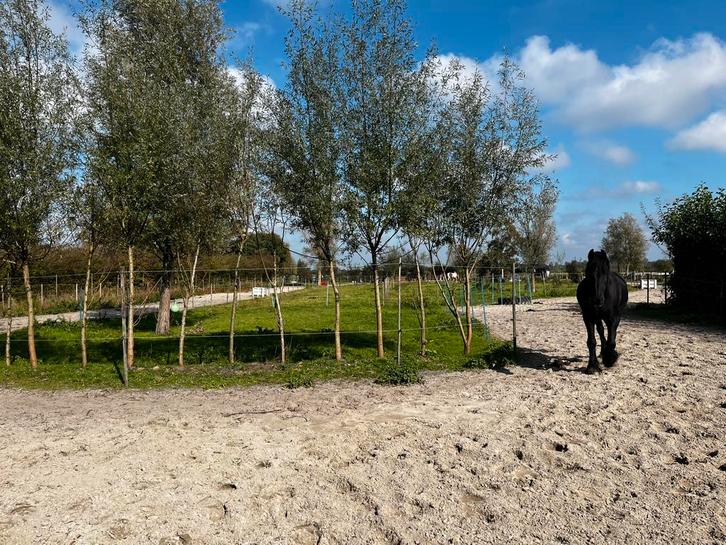 Uniek plekje vrij in paddock paradise te bergen!, Dieren en Toebehoren, Stalling en Weidegang, Stalling, Weidegang, 1 paard of pony
