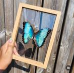 Unieke handgemaakte vlinders in lijst of stolp, Ophalen of Verzenden, Nieuw