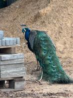 Pauwen koppel te koop, Dieren en Toebehoren, Pluimvee, Meerdere dieren, Overige soorten