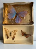 2 Vintage Taxidermie Vlinders Verzameling Ingelijst 60’s, Ophalen of Verzenden, Gebruikt, Insect, Opgezet dier