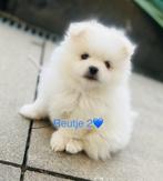 Pomeriaan pups  ✨✨✨✨, Reu, 8 tot 15 weken, Meerdere, Nederland