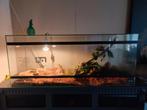Terrarium met stierslang, Ophalen, Zo goed als nieuw, Terrarium of Paludarium