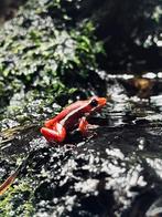 Epipedobates tricolor 40 stuks, Amfibie, 0 tot 2 jaar