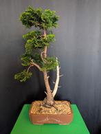 Bonsai Chamaecyparis Obtusa Nana - Hinoki Cypress Bonsai Tre, Bloeit niet, Overige soorten, Minder dan 100 cm, Ophalen