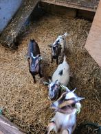 Te koop jonge geitjes(vrouwelijk), Dieren en Toebehoren, Schapen, Geiten en Varkens, Vrouwelijk, 0 tot 2 jaar, Geit
