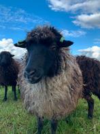 2 stamboek Skudde ooien (feb ‘25), Dieren en Toebehoren, Schapen, Geiten en Varkens, Vrouwelijk, Schaap, 0 tot 2 jaar