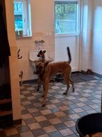 Mechelaar(Harry)2 jaar, Dieren en Toebehoren, Honden | Herdershonden en Veedrijvers, Rabiës (hondsdolheid), Reu, 1 tot 2 jaar