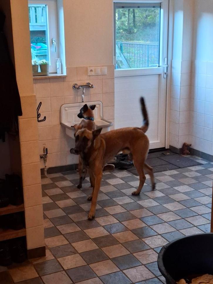 Mechelaar(Harry)2 jaar, Dieren en Toebehoren, Honden | Herdershonden en Veedrijvers, Reu, Herder, Particulier, Eén hond, Nederland