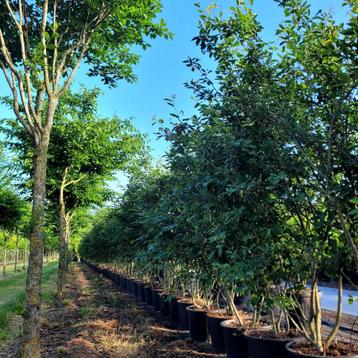 Amelanchier lamarckii Meerstammige krenten bomen in maten beschikbaar voor biedingen