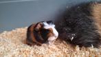 Jonge cavia's unieke kruising, Cavia, Juni, Meerdere dieren, Tam