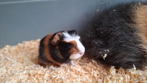Jonge cavia's unieke kruising, Dieren en Toebehoren, Knaagdieren, Meerdere dieren, Cavia, Juni, Tam