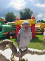 Tamme grijze halsbandparkiet, Dieren en Toebehoren, Vogels | Parkieten en Papegaaien, Geslacht onbekend, Parkiet, Tam