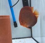 Discus red snakeskin man, Dieren en Toebehoren, Vis