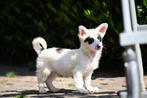 Carlos klein corgi mix reutje, Dieren en Toebehoren, Honden | Niet-rashonden, Particulier, Rabiës (hondsdolheid), 15 weken tot 1 jaar