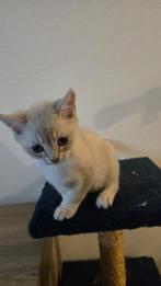 Kruising britse korthaar kittens, Dieren en Toebehoren, Katten en Kittens | Overige Katten