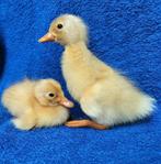 Witte Indische loopeenden kuikentjes, Meerdere dieren, Eend