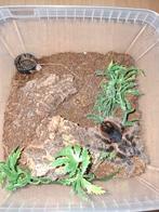 Krulhaarvogelspin(Tliltocatl albopilosus), Spin of Schorpioen