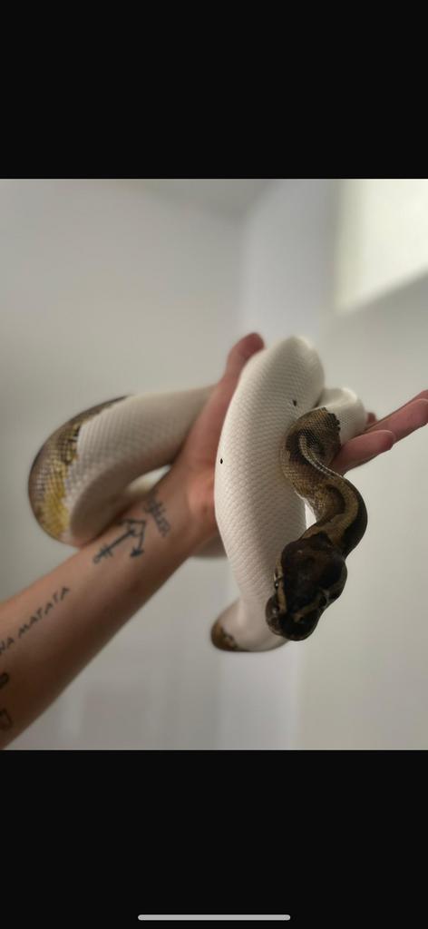 Piebald het Albino 0.1
