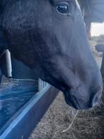 Gezocht:een paard/pony om te verzorgen, Ophalen