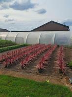 Cordyline australis paso doble (tuinplant), Ophalen